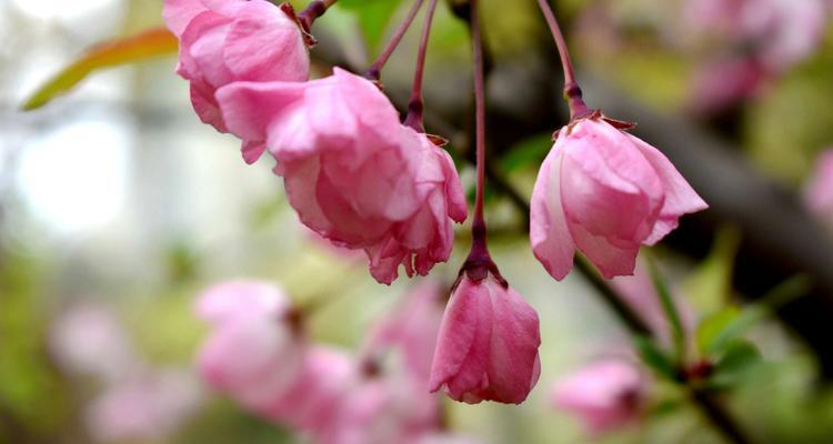 四季海棠花的花语与魅力（探寻四季海棠花的四季之美与人生哲理）