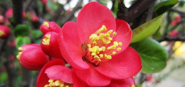 四季海棠花语（一朵绽放四季的花朵，传递着无尽的美好与祝福）