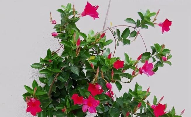 为什么牵牛花不能浇很多水？（掌握正确的浇水方法，让牵牛花健康成长）