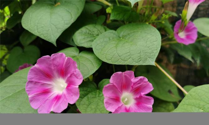 为什么牵牛花不能浇很多水？（掌握正确的浇水方法，让牵牛花健康成长）