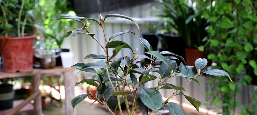 茶花树栽培技巧（如何让茶花树长得更好）