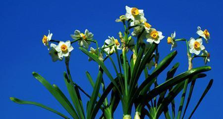 送水仙花的寓意是什么（传递祝福与美好，表达真挚情感）