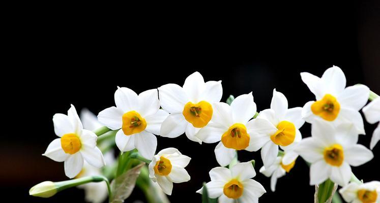 送水仙花的寓意是什么（传递祝福与美好，表达真挚情感）