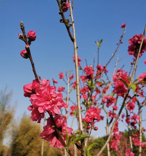 桃花花语的神奇力量（桃花花语的深意与传承）