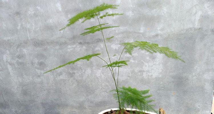 文竹盆景的养护技巧（从浇水开始，打造美丽的文竹盆景）