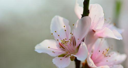 桃花的美丽与魅力（桃花的种类与栽培技巧）