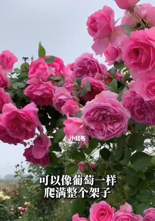 藤本月季的美丽与寓意（用藤本月季感受生命的律动）