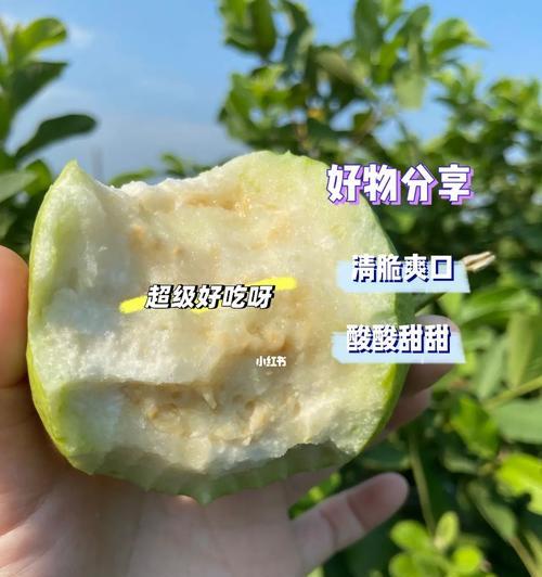 石榴与番石榴的区别（探究两种果树的不同之处）