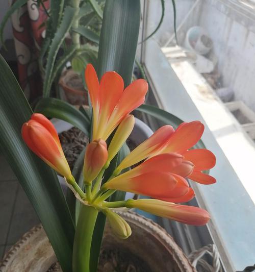 君子兰花的五种主要颜色（色彩缤纷，各具特色）