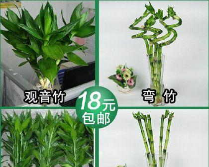 如何种植健康的富贵竹？（打造一个健康美丽的家居环境）