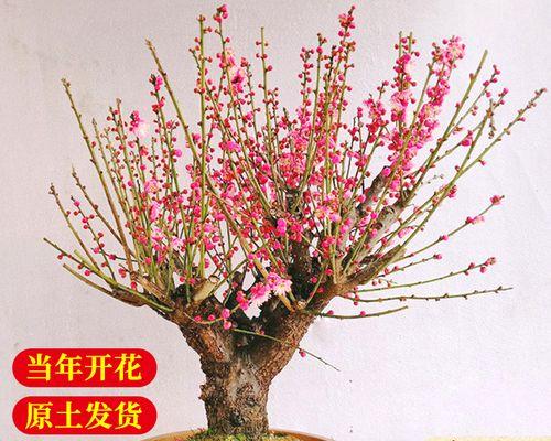 庭院梅花（百花的深意——庭院梅花的美丽与哲理）