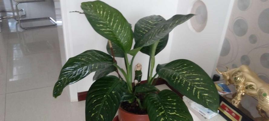 万年青花卉的深刻寓意（探索万年青花卉的生命哲学之美）