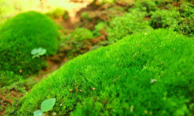 探秘苔藓植物世界（从生态环境到药用价值，苔藓植物的多重魅力）