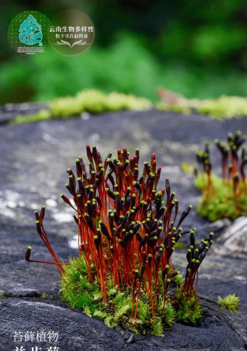 探秘苔藓植物世界（从生态环境到药用价值，苔藓植物的多重魅力）