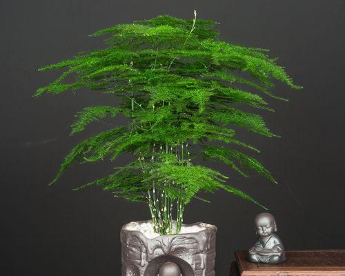 文竹盆栽的寓意与象征意义（生机勃勃的绿意，传递积极向上的心态）