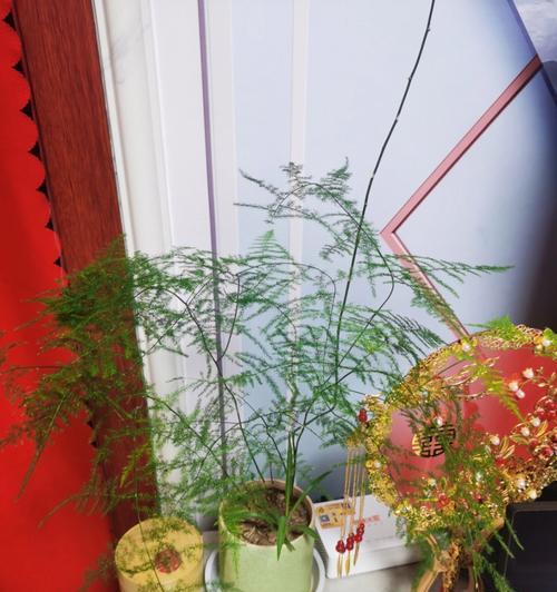 文竹花语的含义及传承（探寻文竹的花语，传承自然之美）