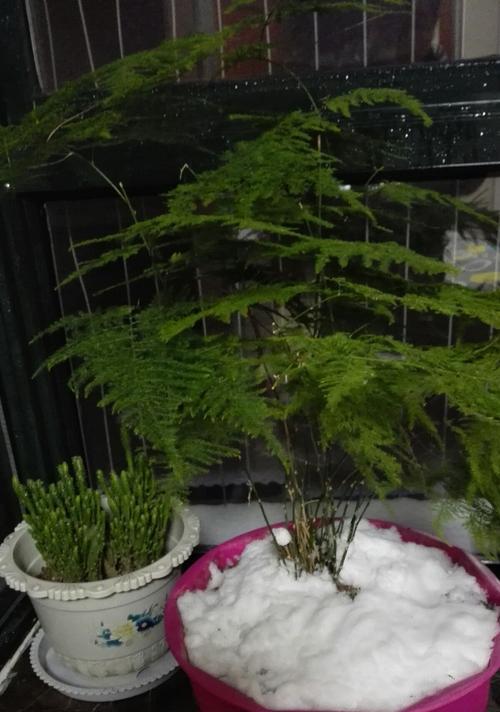 文竹花语的含义及传承（探寻文竹的花语，传承自然之美）