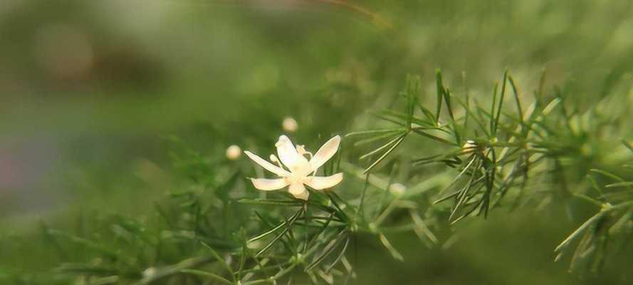 文竹开花之意义与象征（揭示文竹开花背后的寓意与传统）