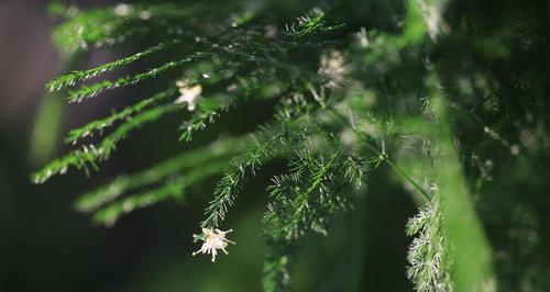 文竹开花的寓意与象征意义（探索文竹开花的奇迹，解读其美丽与寓意）