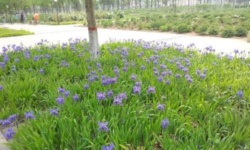 蓝花鸢尾的种植方法及注意事项（打造美丽花园，从蓝花鸢尾开始种植）