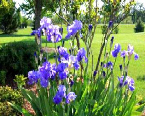蓝花鸢尾的种植方法及注意事项（打造美丽花园，从蓝花鸢尾开始种植）