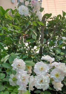 白蔷薇的象征意义（从花语到文学，解析白蔷薇的深层含义）