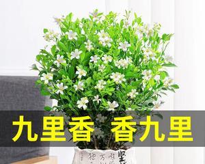 九里香花养护全攻略（打造美丽清香的家园，用心呵护九里香花）