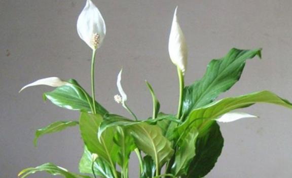 白掌花的养护技巧（白掌花的养护方法，让你轻松拥有美丽家居）