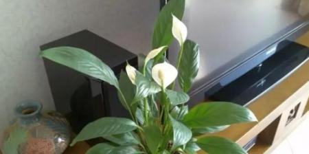 白掌花的养护技巧（白掌花的养护方法，让你轻松拥有美丽家居）