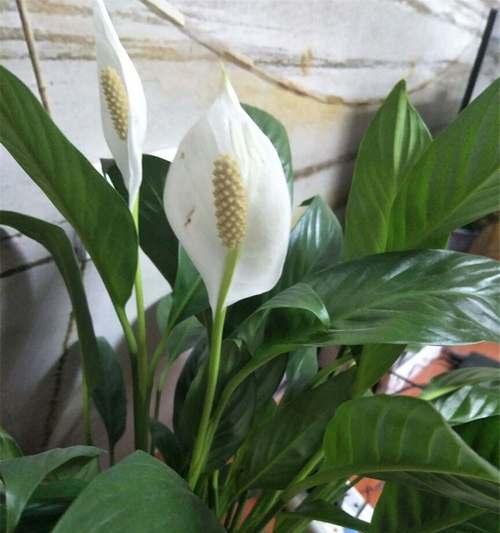 白掌花的养护技巧（白掌花的养护方法，让你轻松拥有美丽家居）