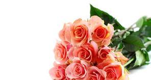 100朵玫瑰的花语和象征意义（玫瑰的种类和颜色与特定的情感和意义相关联）