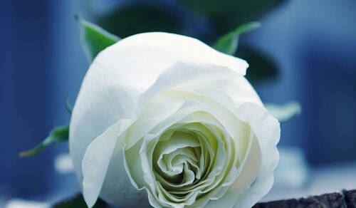 11朵白玫瑰的花语含义（纯洁、祝福与感恩的象征）