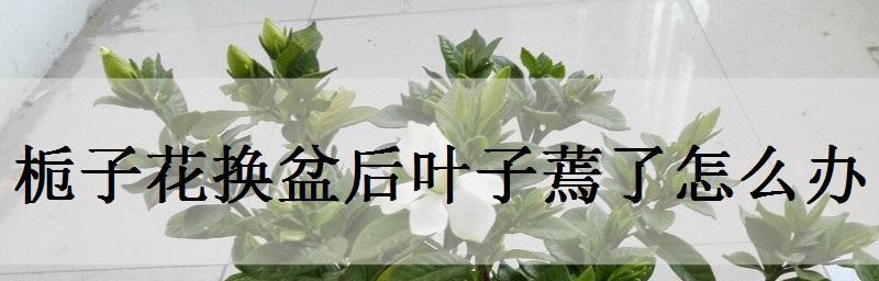 栀子花换盆后为何落叶？（探究落叶的原因和防治方法）