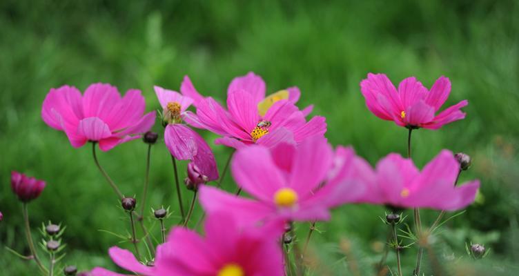 探索高原花的海洋（揭秘高原花的美丽世界）