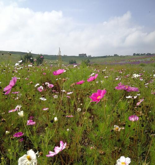 探索高原花的海洋（揭秘高原花的美丽世界）