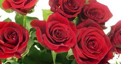 11朵玫瑰的花语（探寻玫瑰的浪漫意义与情感表达的艺术）