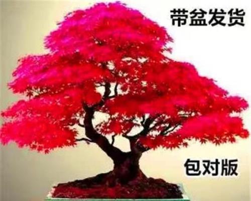 红枫树盆景的养护技巧（让你的红枫盆景更美丽）