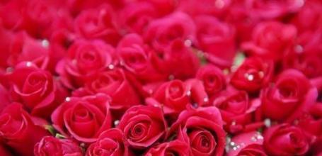 11朵玫瑰花语（探索玫瑰花的11种寓意，它们是什么？）