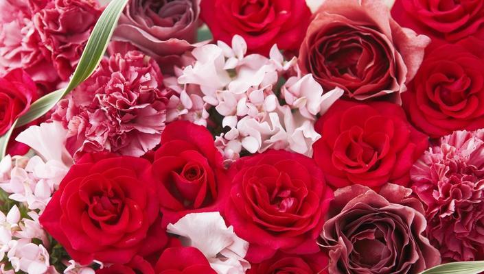 12朵玫瑰花的花语（用花朵传达情感，探索12朵玫瑰花的神秘语言）