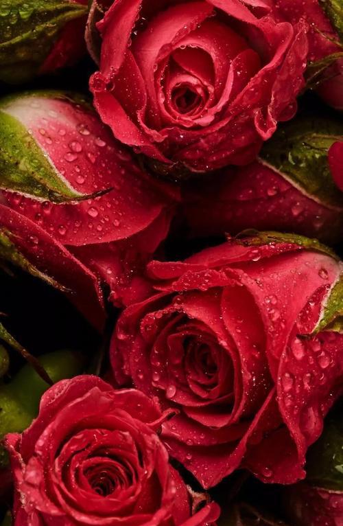 玫瑰花语（探秘12朵玫瑰的意义与传达的情感）