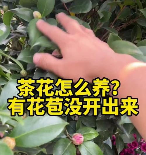 如何养好茶花（茶花养护技巧与注意事项）