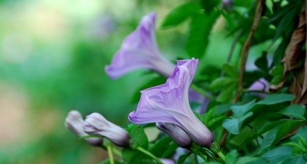 牵牛花在北方的越冬问题（北方越冬牵牛花的生存秘诀和栽培技巧）