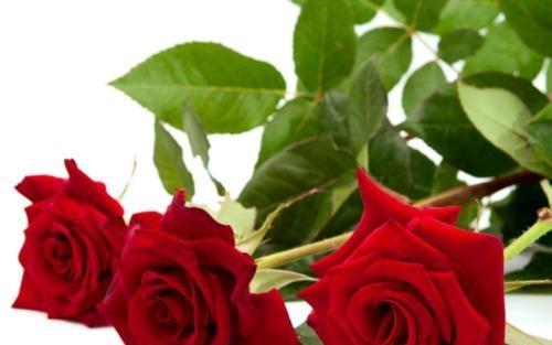 16朵玫瑰的花语（深情款款，表达无尽爱意）