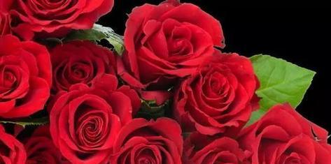 17朵玫瑰花语（传递爱意的花海，将心意倾诉于花语之间）
