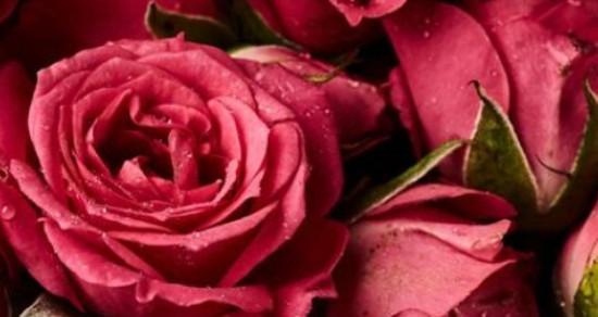 18朵玫瑰花的意义和花语解读（探寻18朵玫瑰花的深意，品味每朵花传达的情感）