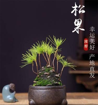 马尾松盆景养殖指南（从种植到养护，让你轻松打造优美的盆景）