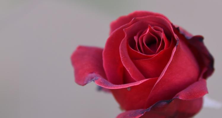 19朵红玫瑰花语的深刻寓意（向爱人传达真挚情感的选择）