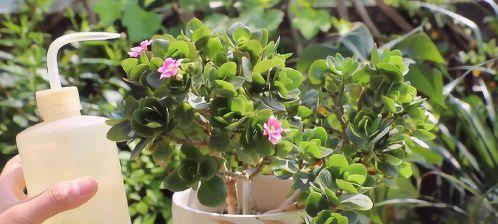 长寿花夏季浇水攻略（用心浇水，让长寿花常青常美）