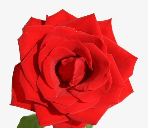 红色玫瑰花的19种寓意（表达爱情、浪漫与祝福的花语之花——红色玫瑰）