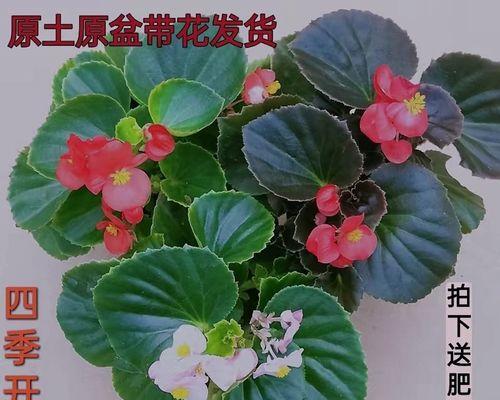 格丽海棠花养殖技巧（打造美丽花园的秘诀）